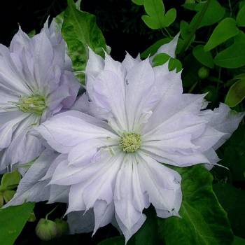 Клематис ‘Belle Of Woking’ (Clematis ‘Belle Of Woking’)